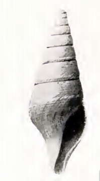 Image of Borsonella omphale Dall 1919