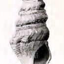 Imagem de Rhodopetoma diaulax (Dall 1908)