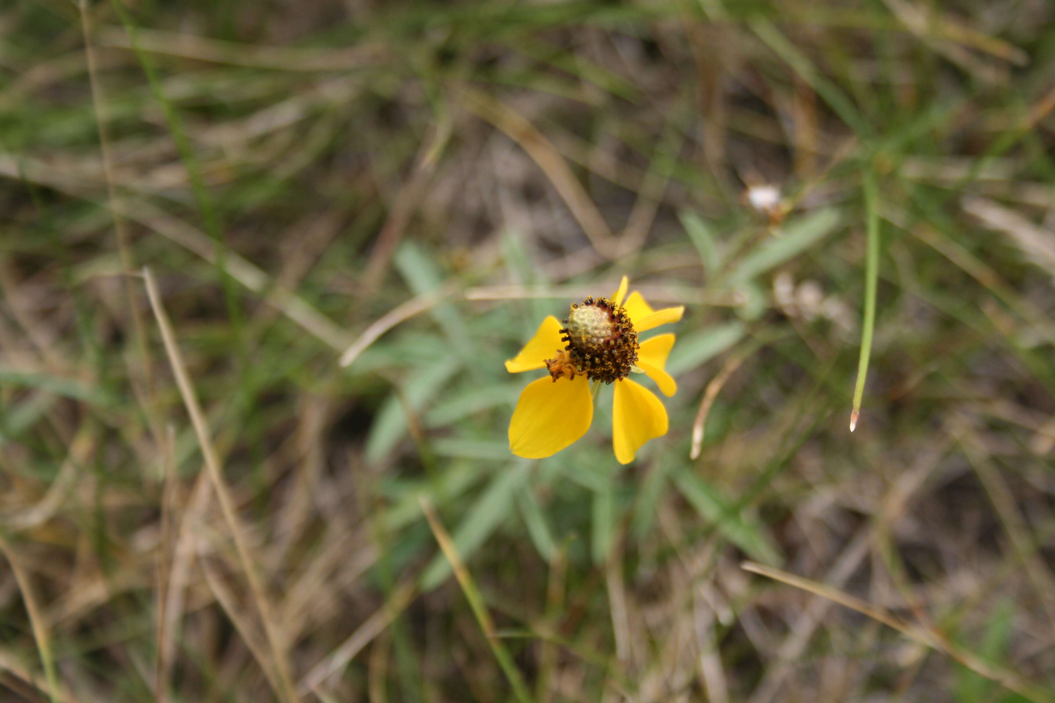 صورة Ratibida pinnata (Vent.) Barnh.