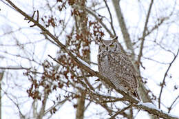 Image of Great Horned Owl