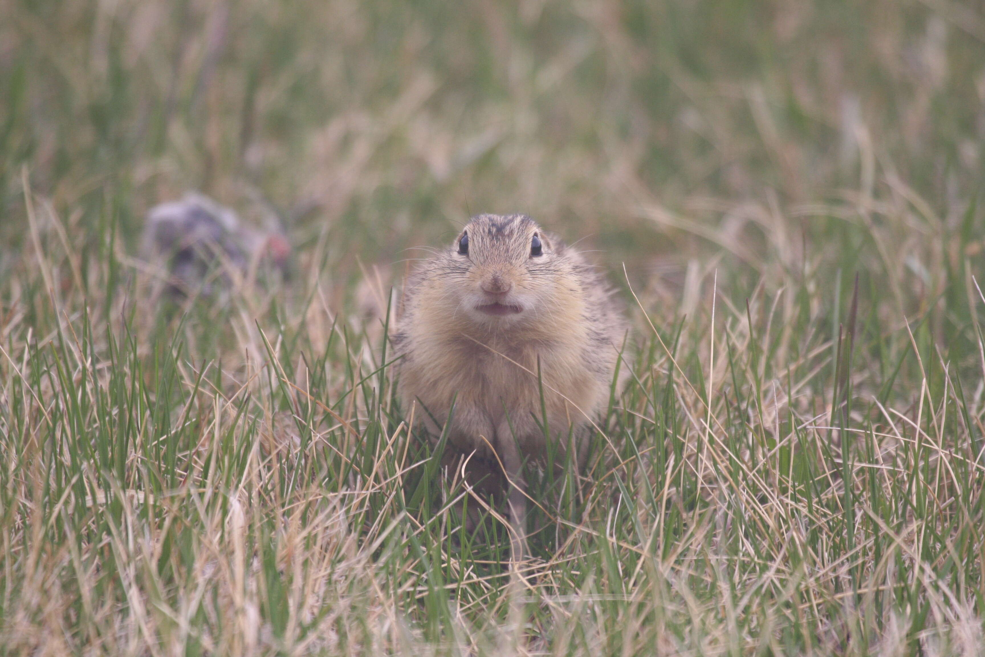 Image of thirteen-lined ground squirrel