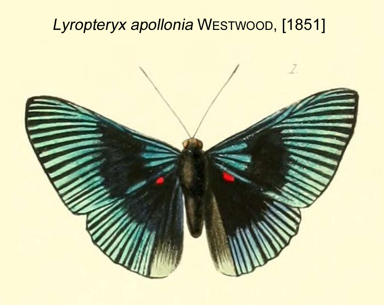 Image of Lyropteryx apollonia Westwood (1851)