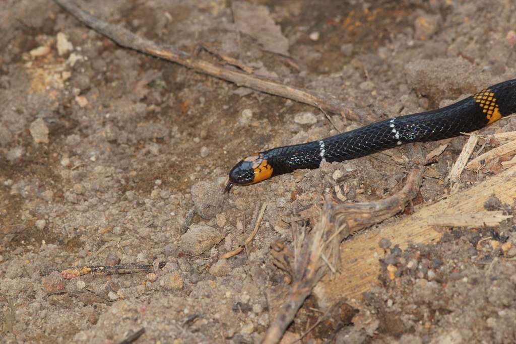 Image of Micrurus hemprichii (Jan 1858)