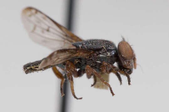 Image of Notogramma purpuratum Cole 1923