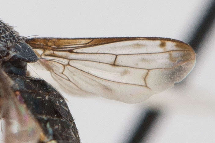 Image of Notogramma purpuratum Cole 1923