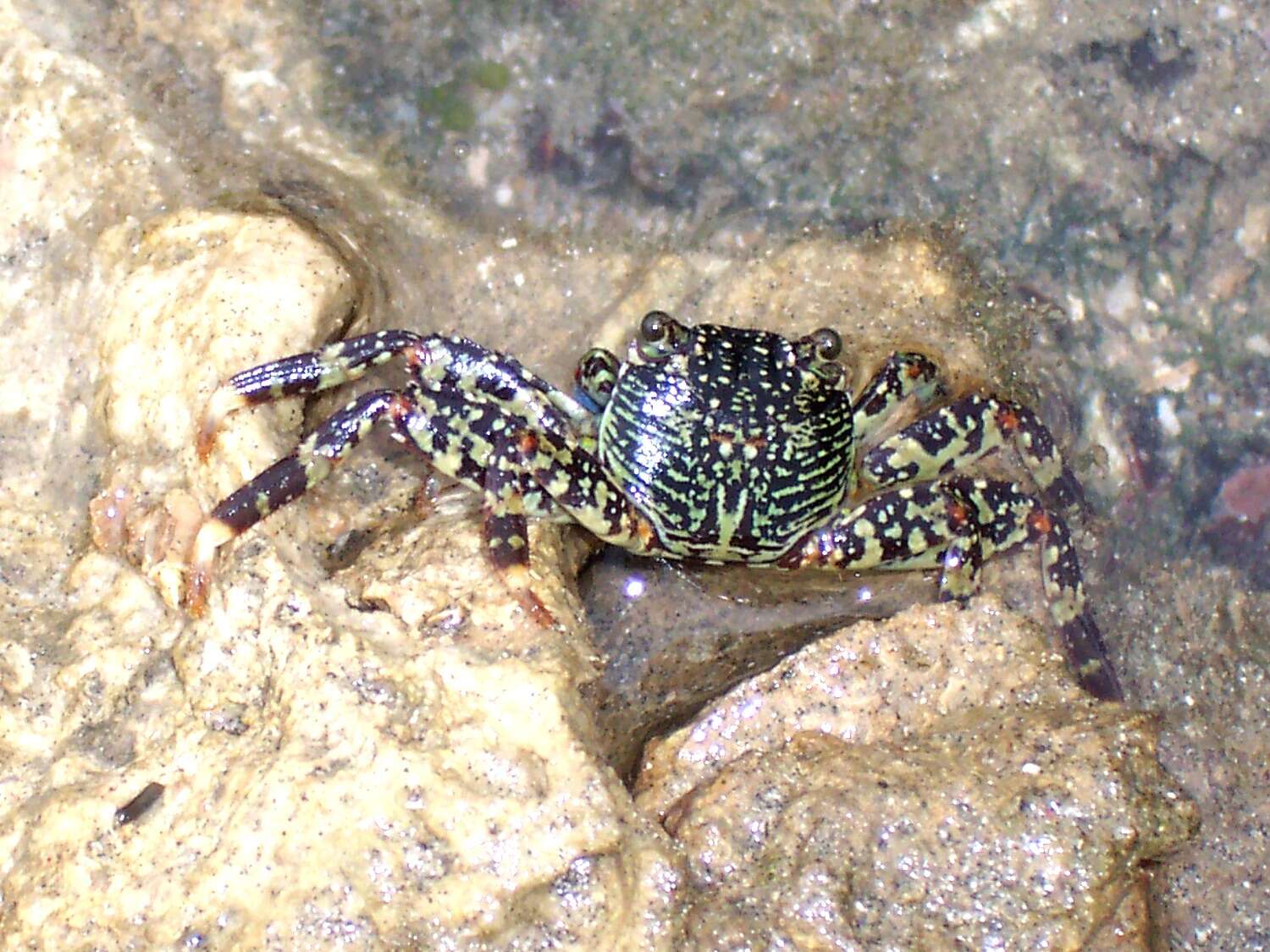 Image of Shore crab