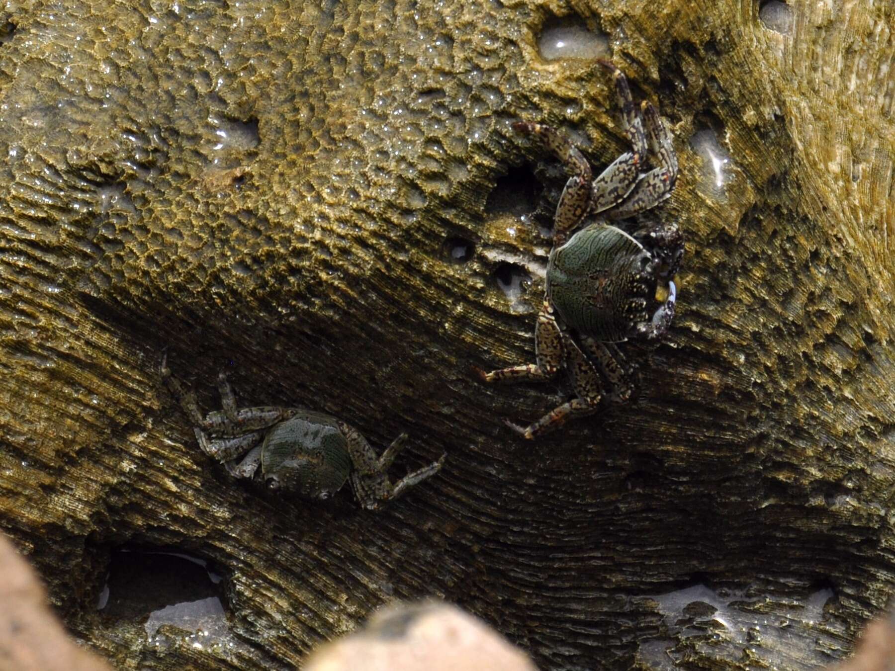 Image of Shore crab