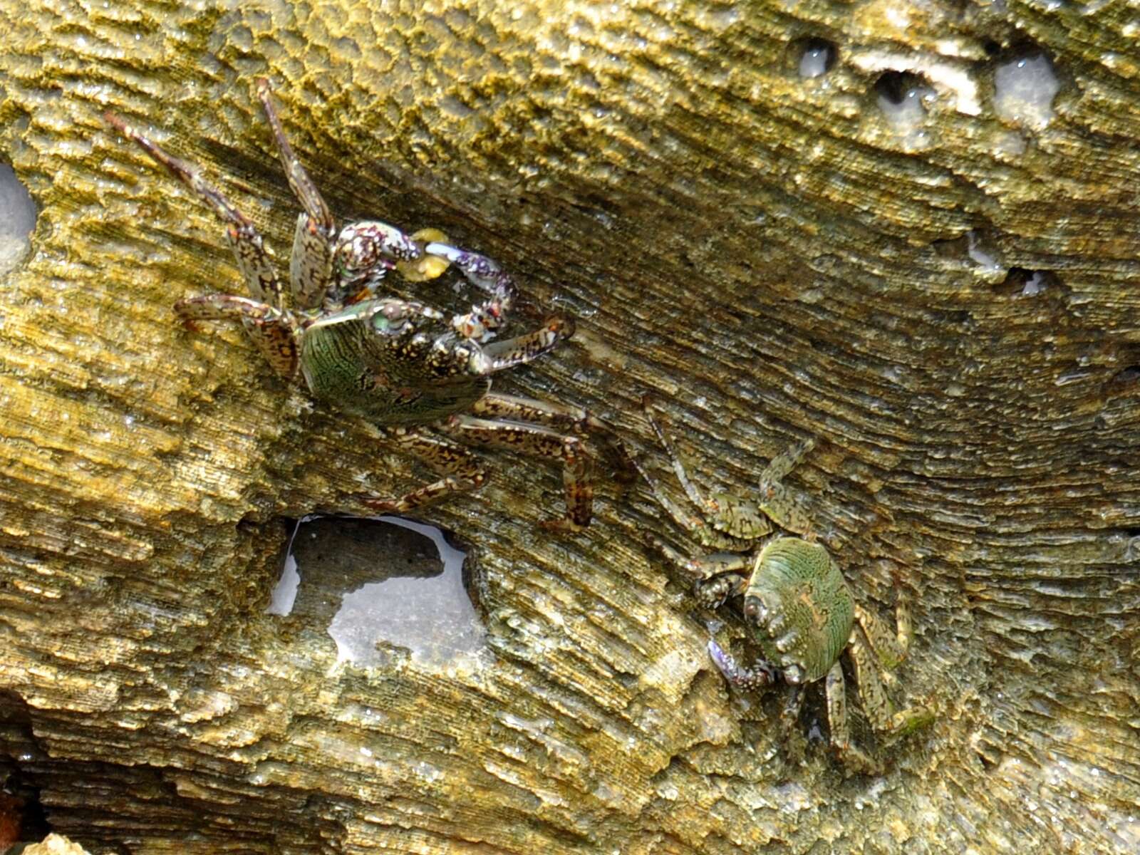 Image of Shore crab