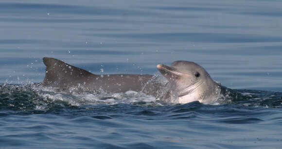 Image of Amazon River Dolphin