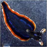 Image of Painted slug