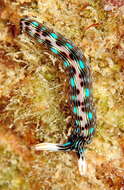 Image of Painted slug