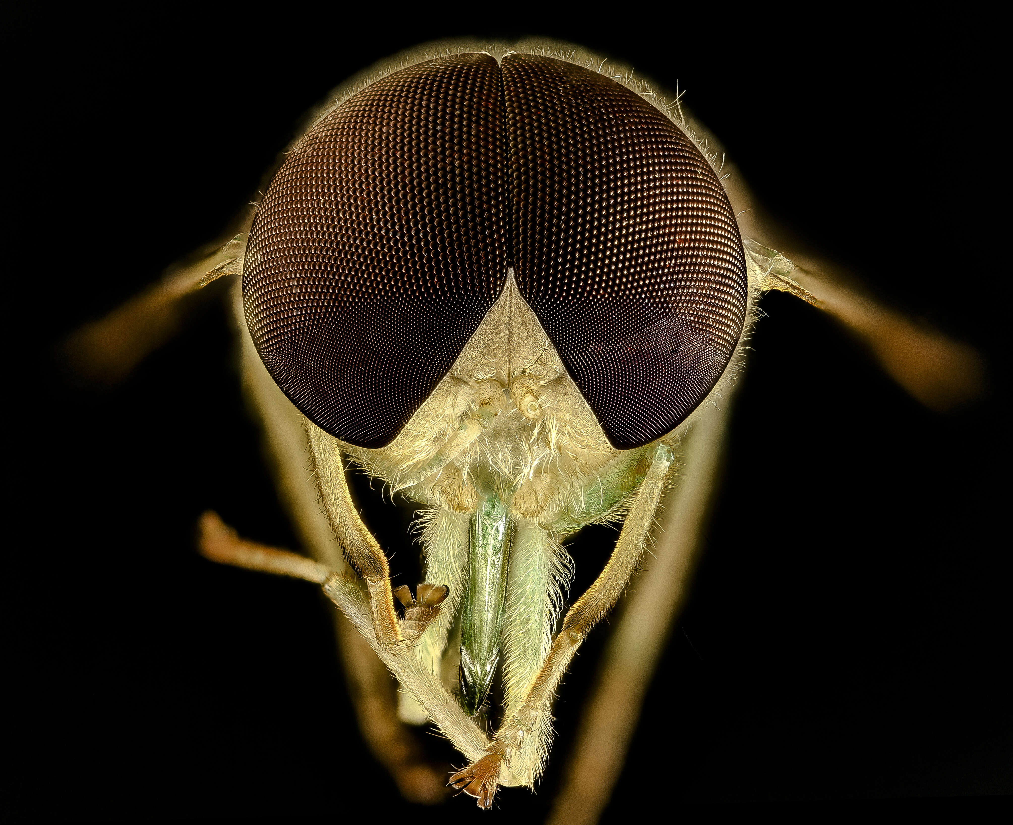 Image de Chlorotabanus crepuscularis Bequaert 1926