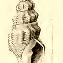 Image of Borsonia epigona Martens 1901