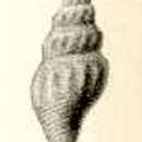 Image of Borsonia hirondelleae (Dautzenberg 1891)