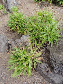 Image of Plantago leiopetala Lowe