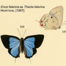 Image of Enos falerina