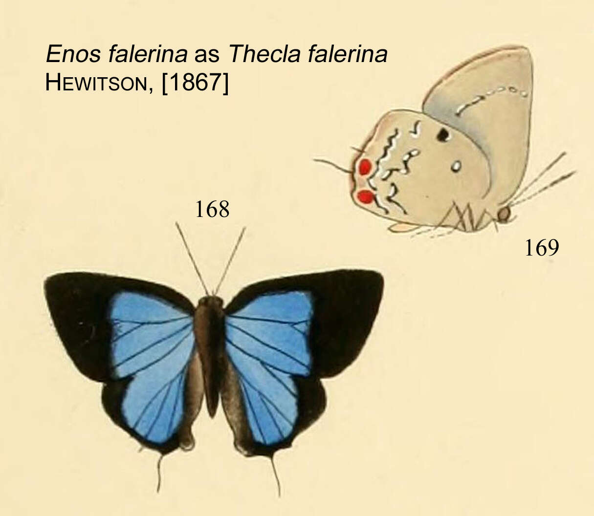 Image of Enos falerina