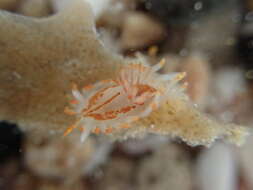 Image of Fiery nudibranch