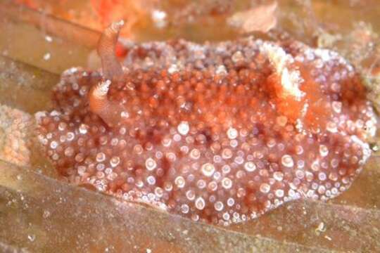 Image of Hoplodoris