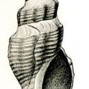 Image of Borsonia ochracea Thiele 1925