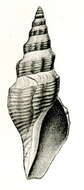 Image of Borsonia ochracea Thiele 1925
