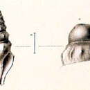 Image of Borsonia ceroplasta (R. B. Watson 1881)