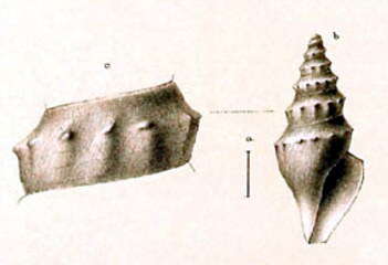 Image of Borsonia silicea (R. B. Watson 1881)