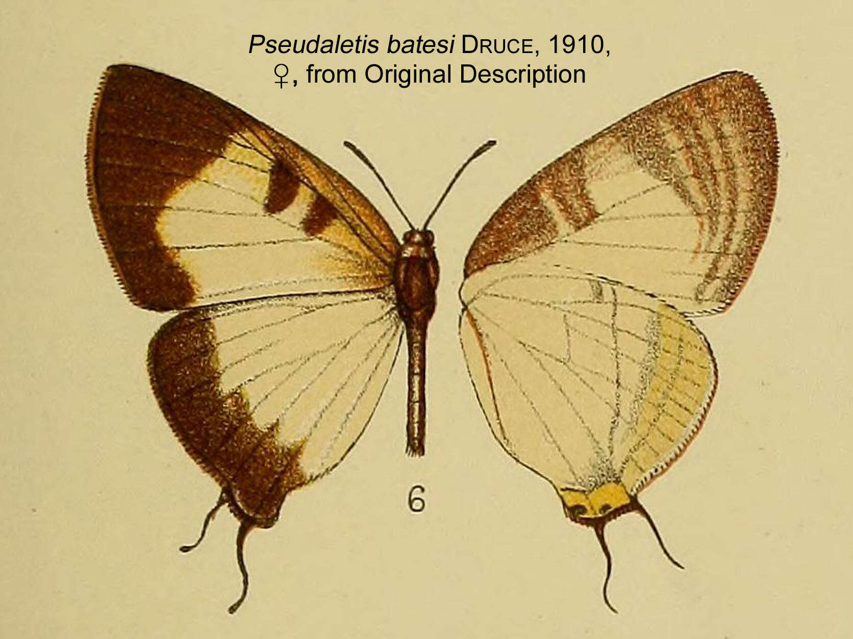Image of Pseudaletis batesi H. H. Druce 1910