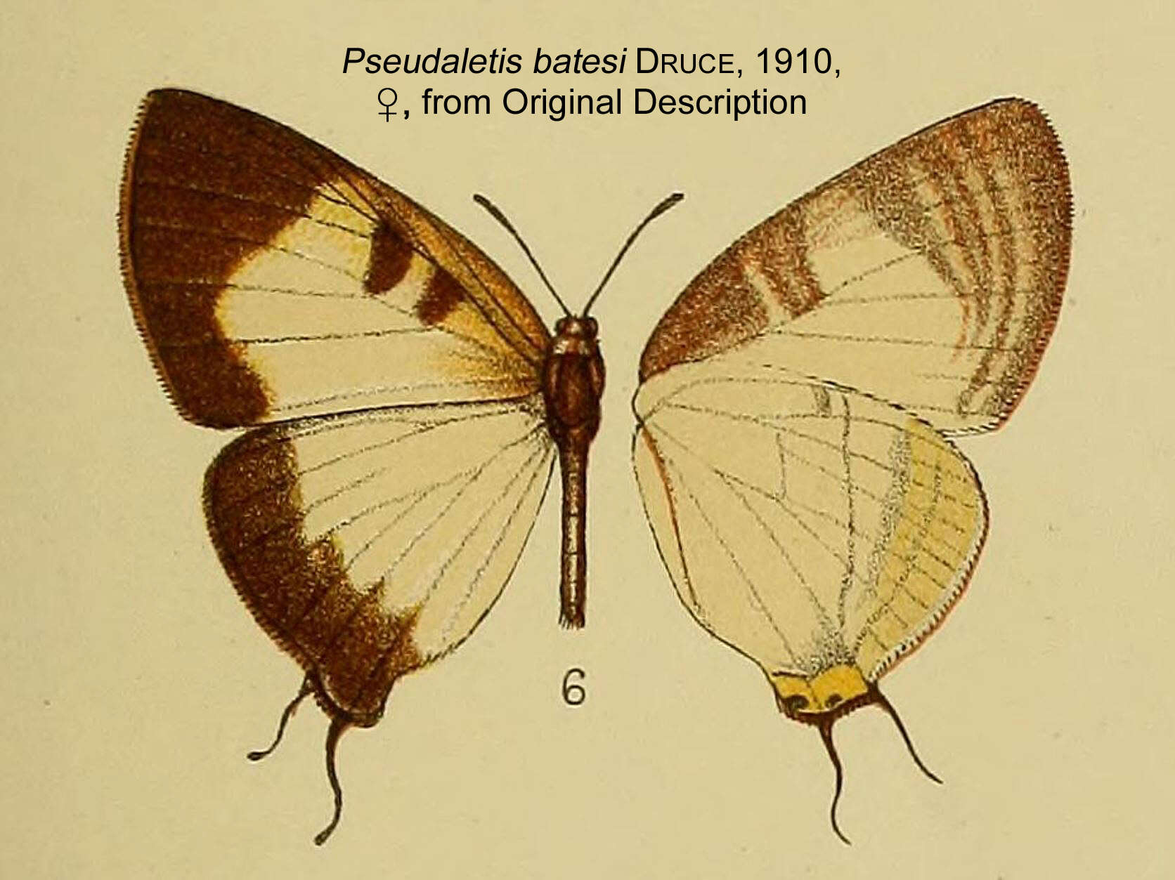 Слика од Pseudaletis batesi H. H. Druce 1910