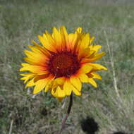 Image of Common perennial gaillardia