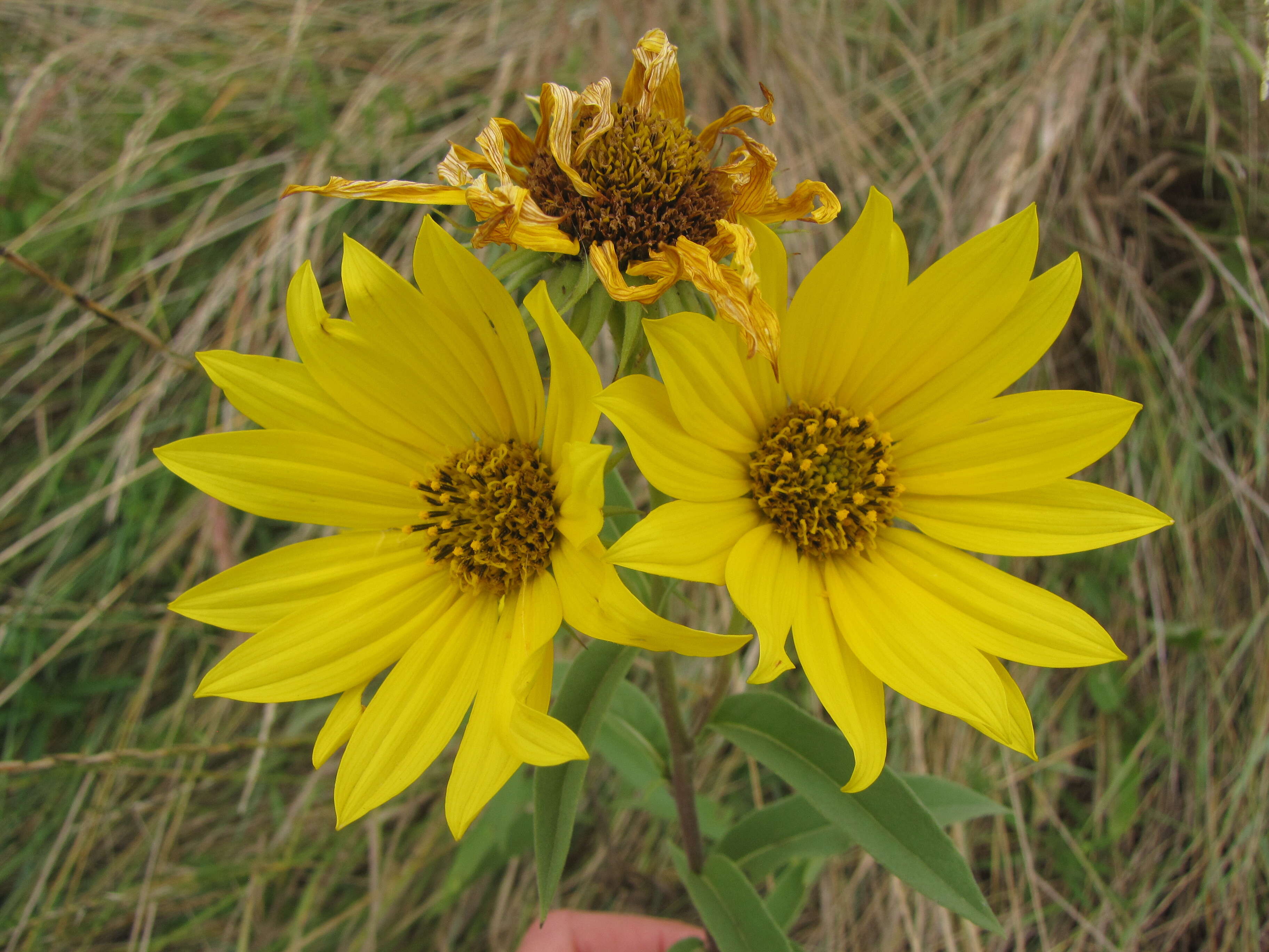 Imagem de Helianthus maximiliani Schrad.