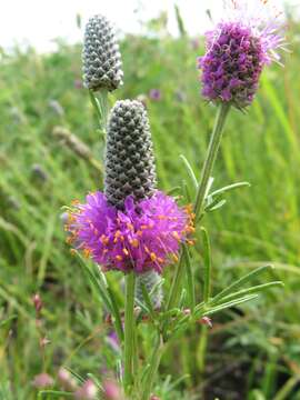 Image of purple prairie clover