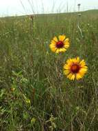 Image of Common perennial gaillardia