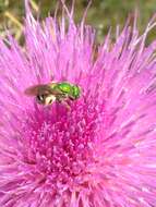 Image of Bicolored Agapostemon