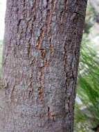 Image of Canary Island tamarisk