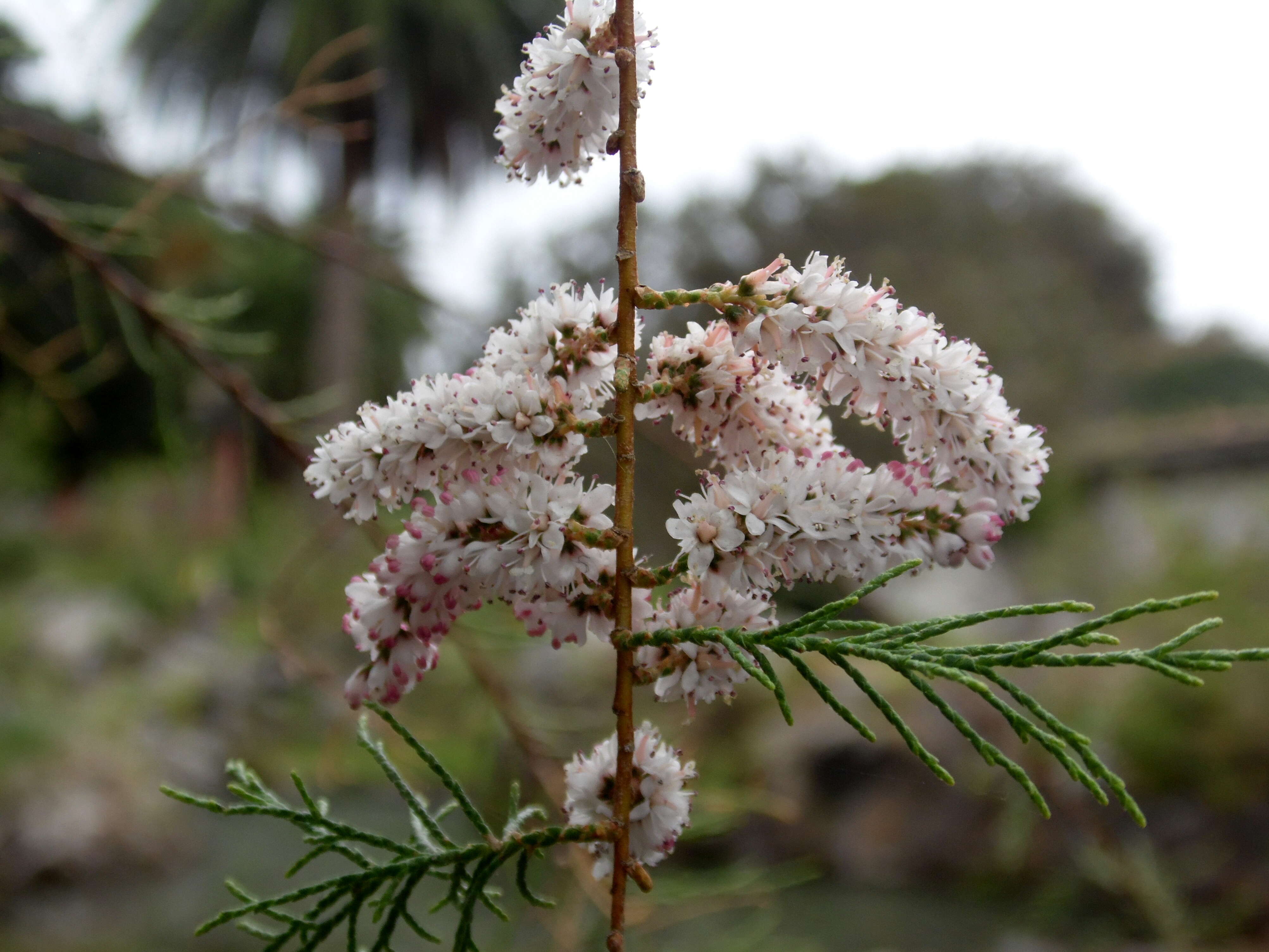 Image of Canary Island tamarisk