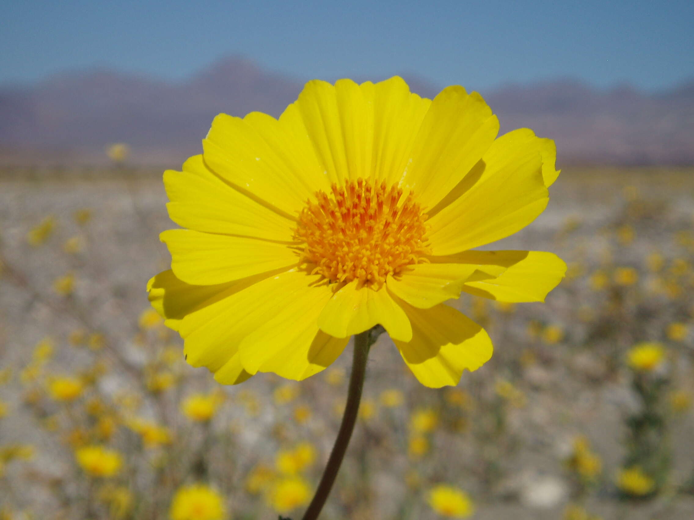 Geraea canescens Torr. & A. Gray的圖片