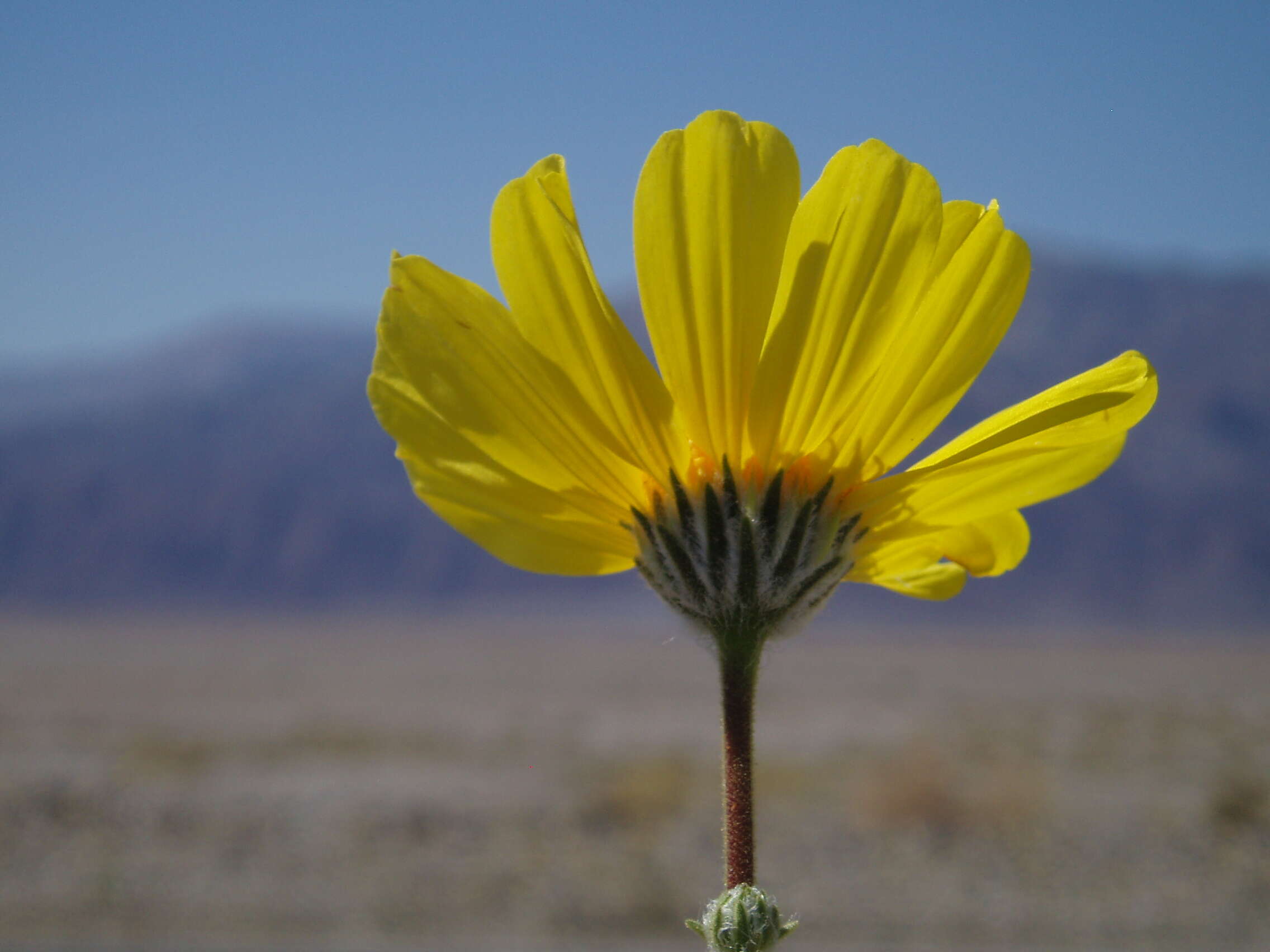 Geraea canescens Torr. & A. Gray的圖片