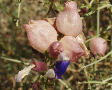 Imagem de Scutellaria mexicana (Torr.) A. J. Paton