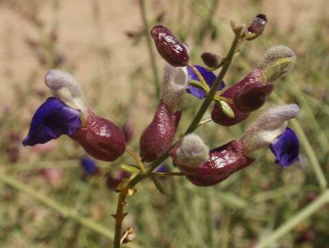 Imagem de Scutellaria mexicana (Torr.) A. J. Paton