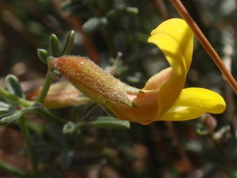 صورة Acmispon glaber