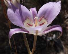 Imagem de Calochortus macrocarpus Douglas