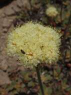 Image of sulphur-flower buckwheat