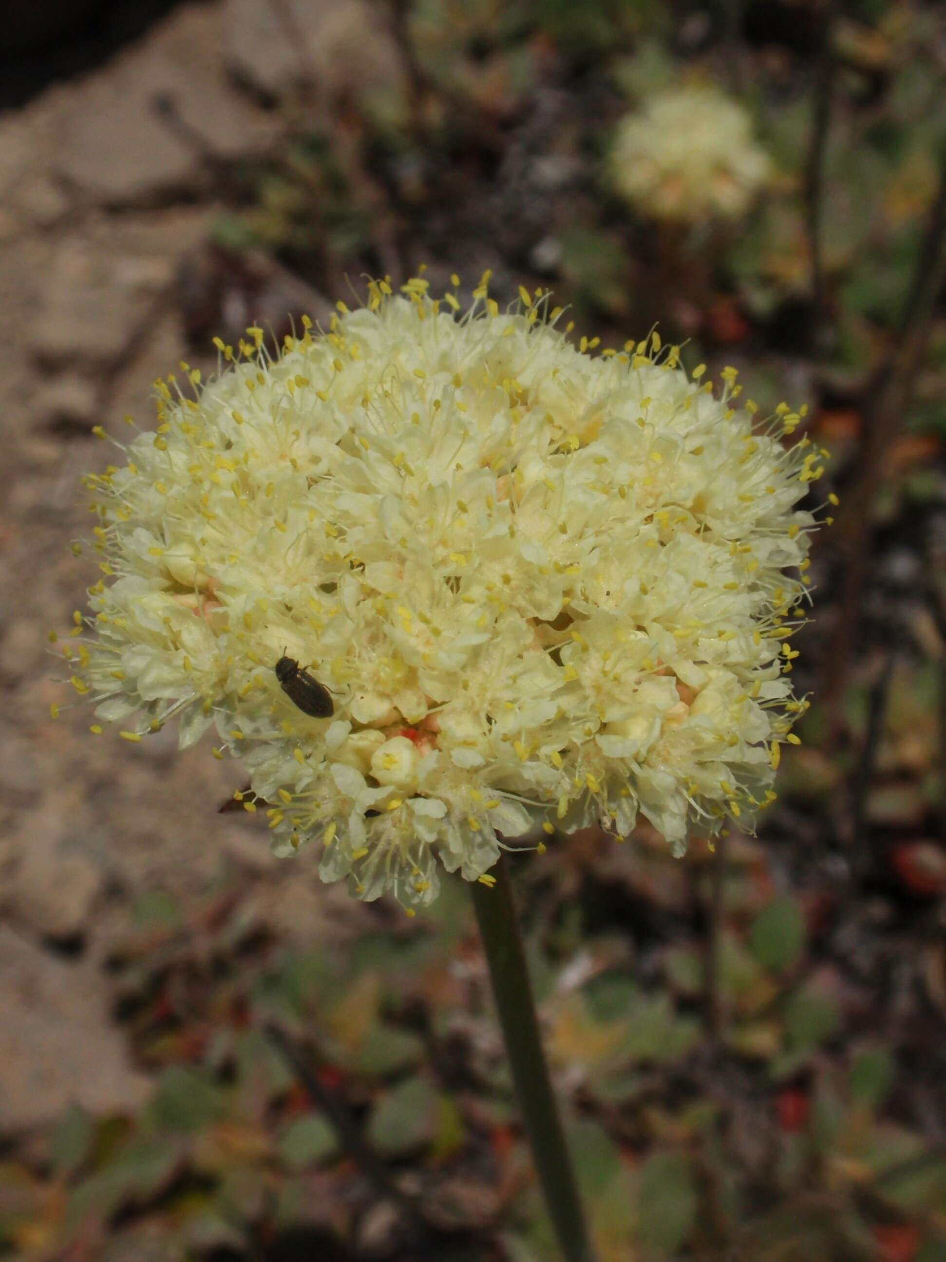 Image of sulphur-flower buckwheat