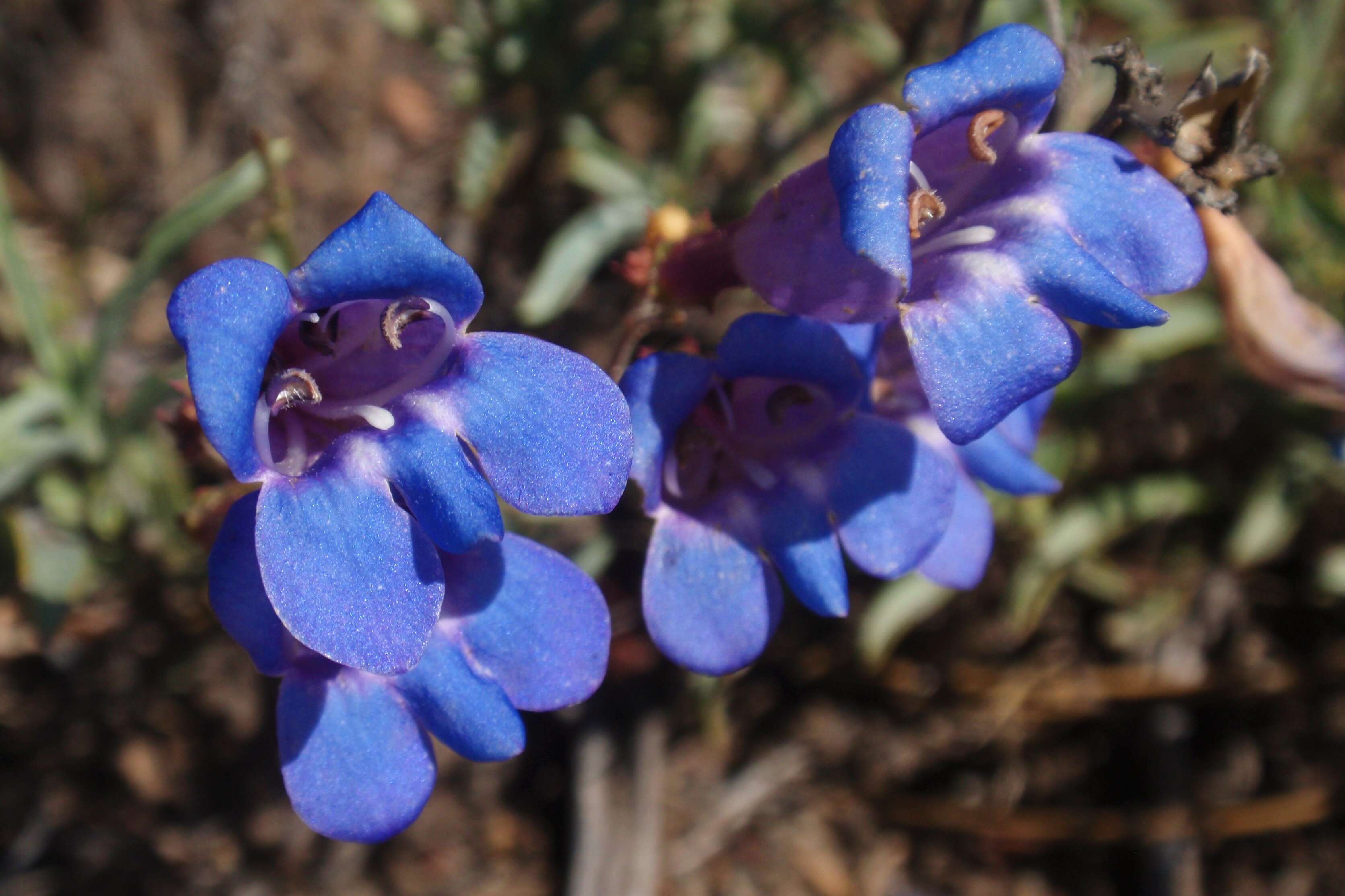 Image of beardtongue