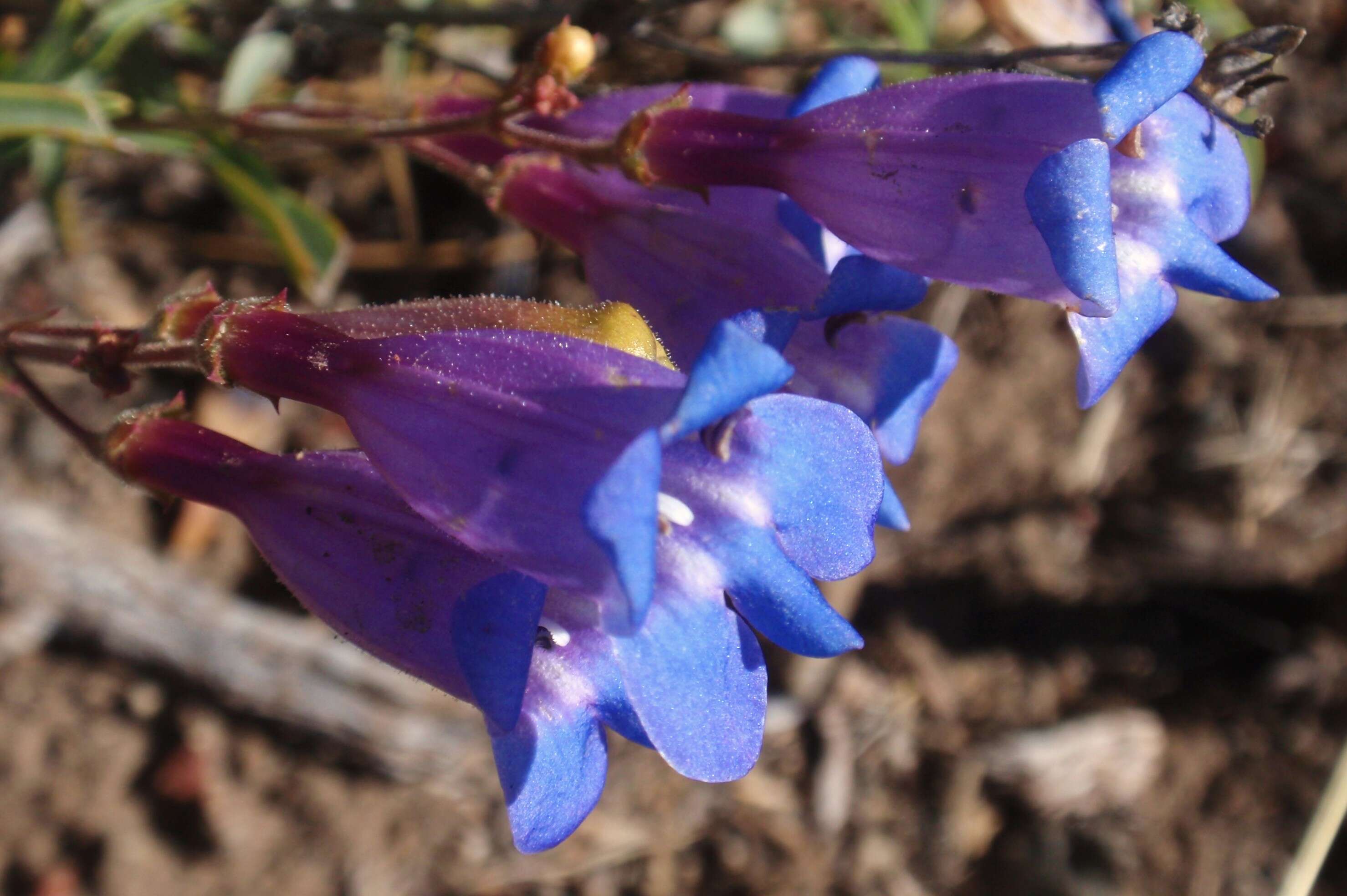 Image of beardtongue