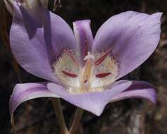 Imagem de Calochortus macrocarpus Douglas