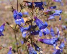 Image of beardtongue