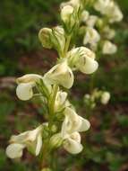 Image of sickletop lousewort