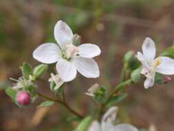 Image of Marin dwarf-flax